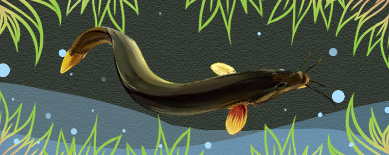 养殖泥鳅需要什么条件需要用什么饲料(养泥鳅的基本条件是什么)