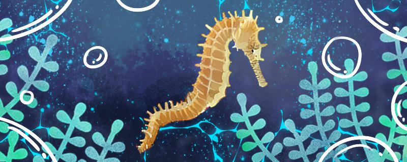 海马属于鱼类吗有哪些种类(海马属于鱼类吗?为什么)