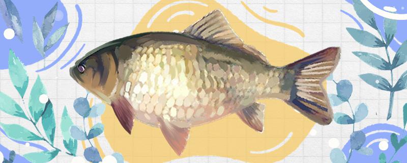 夏天钓鲫鱼钓深水还是浅水钓近水还是远水(夏天 钓鲫鱼)