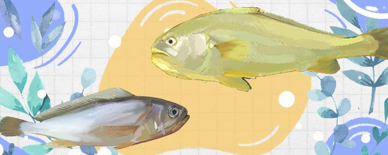 大黄鱼和黄花鱼一样吗有什么区别_1(大黄鱼和黄花鱼有啥区别)