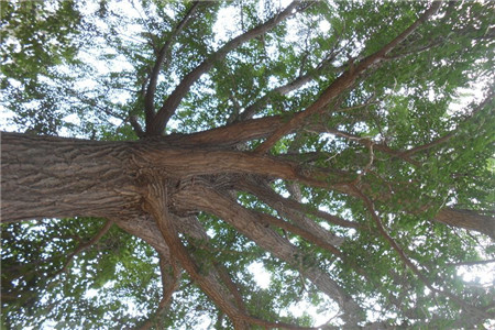 黄杨树移栽注意事项和方法