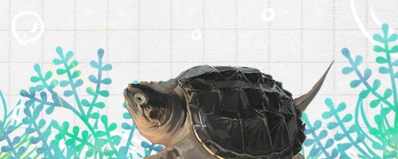 鳄龟水质怎么保持干净水温怎么保持稳定(鳄龟 水质)