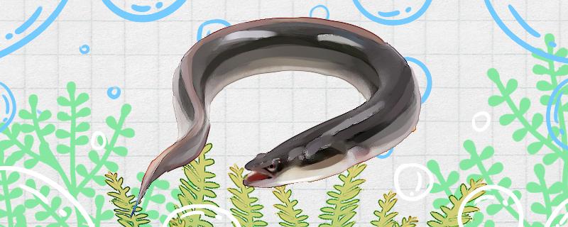 白鳝是鳗鱼吗和鳗鱼有什么区别(白鳝和鳗鱼是一样的吗)