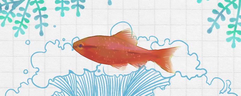 金元宝鱼怎么繁殖繁殖后怎么孵化(金元宝鱼怎么分公母图)