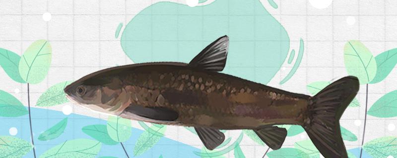 4月份钓青鱼最佳时间4月份钓青鱼最佳位置(几月钓青鱼最好的选择)