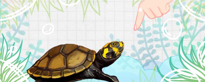 侧颈龟有哪些什么侧颈龟可以养(侧颈龟科有哪些)