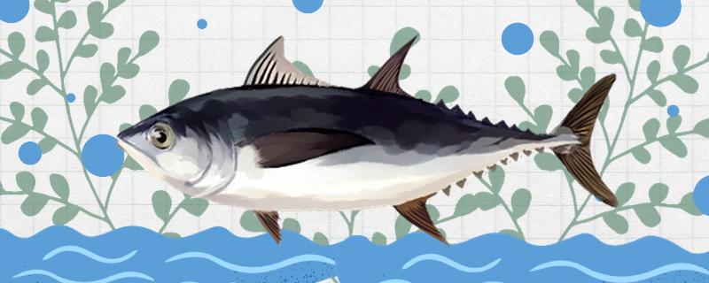 金枪鱼是深海鱼还是浅海鱼游得快吗(金枪鱼是深海鱼还是浅海鱼游得快吗为什么)