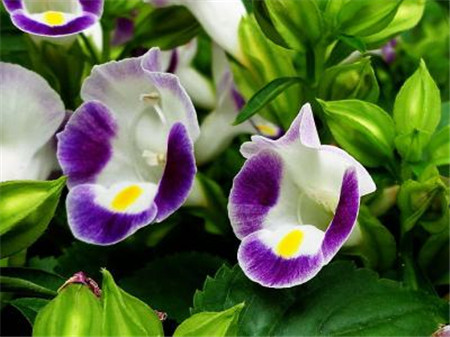 产后几周摸不到宫底