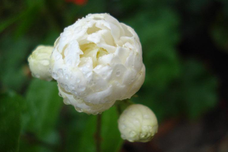 虎头茉莉的花期