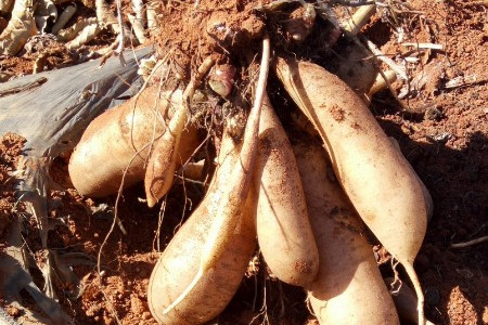 雪莲果是什么好吃吗