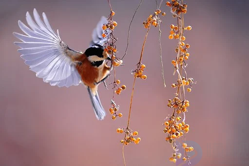 2022保护动物的宣传语有哪些