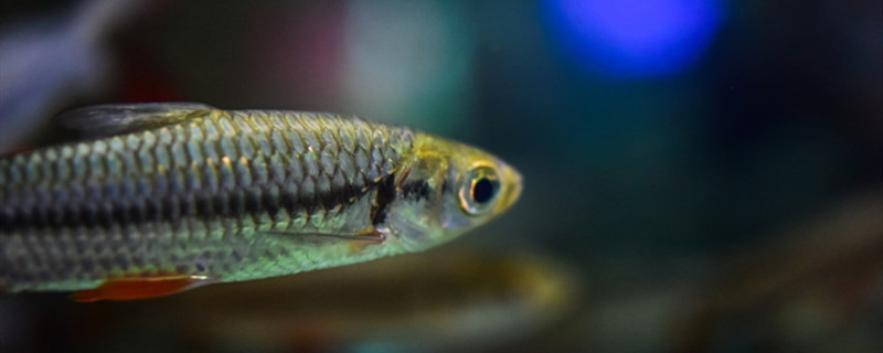 新开鱼塘水浊黄怎么办鱼塘水质浑浊有哪些原因(新开的鱼塘如何处理才可以养鱼)