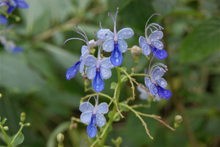 蓝蝴蝶盆栽好养吗