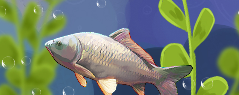 鲤鱼一年产卵几次繁殖期是什么时候(鲤鱼几年性成熟开始产卵)