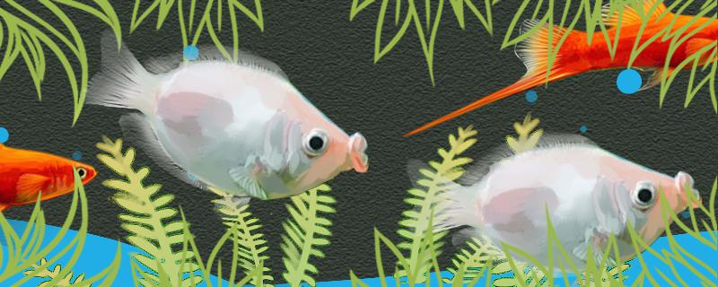 接吻鱼是胎生还是卵生怎么繁殖(接吻鱼繁殖的特征)