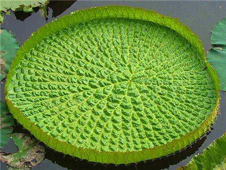 王莲的花语(王莲是莲花吗)