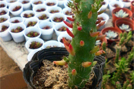 将军柱开花吗(将军柱开花图片红色的)