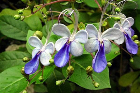 蓝蝴蝶盆栽好养吗