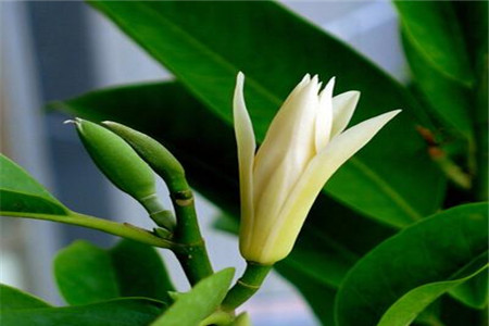 黄桷兰插土里能存活吗有毒吗