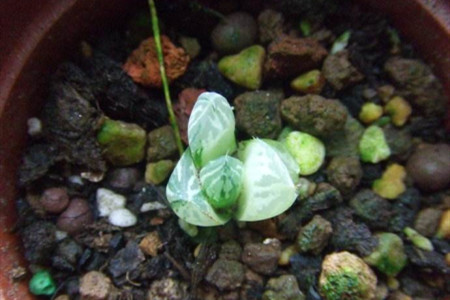 玉露叶插时需要每天浇水吗