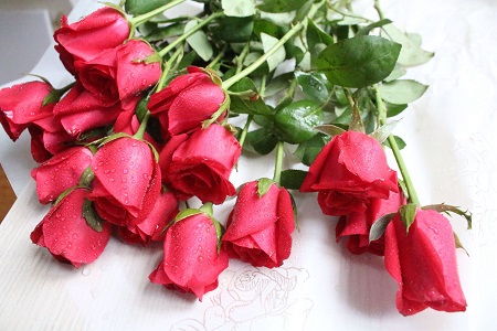 玫瑰叶子都干了还能活吗