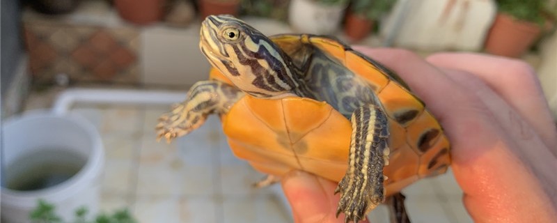 乌龟不停的刨缸壁怎么办如何自制乌龟躲避(乌龟不停的刨缸壁都把爪子弄破了怎么办)