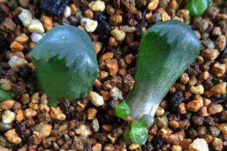 玉露叶插时需要每天浇水吗