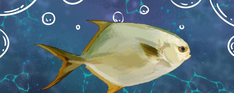 鲳鱼可以钓吗如何钓(鲳鱼拿什么钓最好)