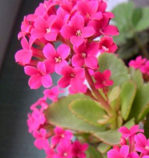 长寿花开花分散不旺盛一个“蛋黄”喂下去棵棵冒花拦不住！(长寿花蛋黄好养吗)