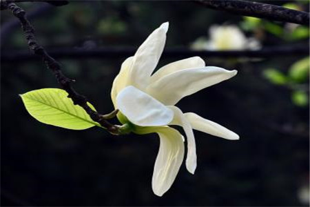 黄桷兰插土里能存活吗有毒吗