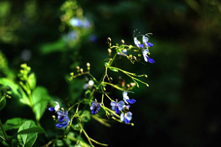 蓝蝴蝶盆栽好养吗