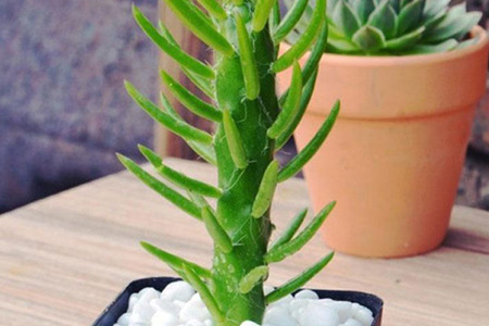 将军柱开花图片红色的