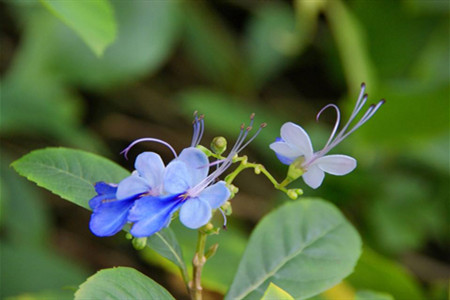 蓝蝴蝶盆栽好养吗