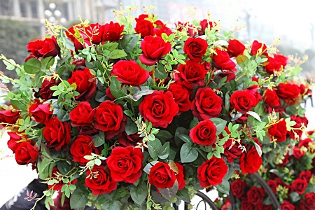 玫瑰叶子都干了还能活吗