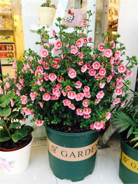 产后几周摸不到宫底