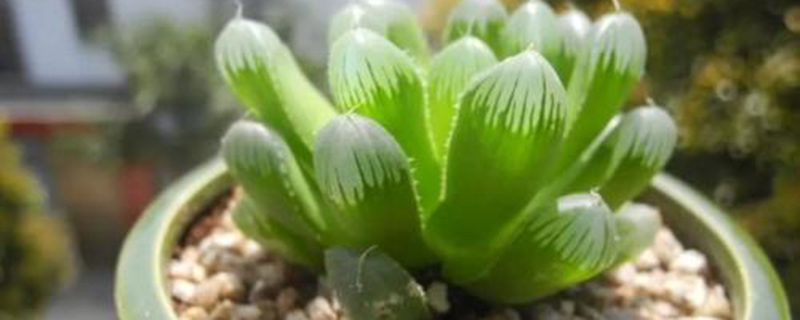 玉露如何叶插(玉露叶插时需要每天浇水吗)