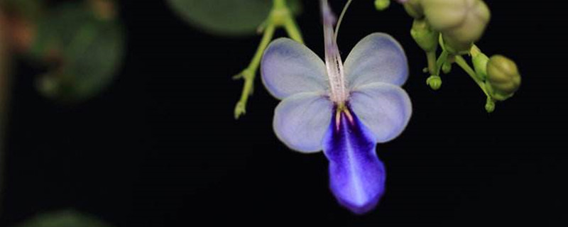 蓝蝴蝶如何养(蓝蝴蝶盆栽好养吗)