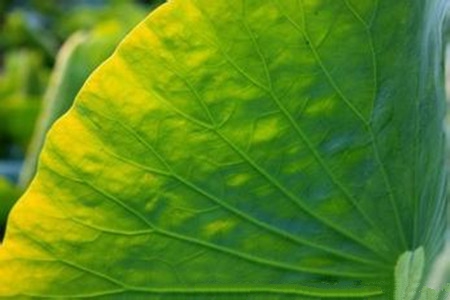 荷花叶有什么作用