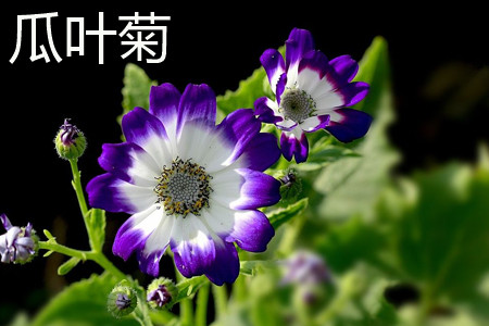 宝蓝色瓜叶菊