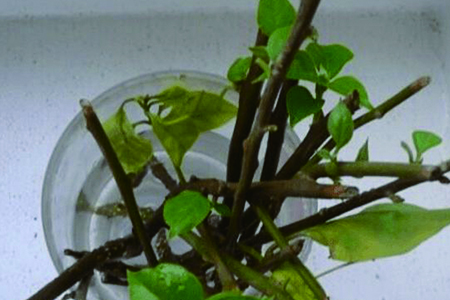 三角梅用水泡能长出根吗?