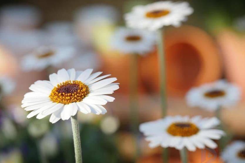 关于鲜花的唯美文案短句