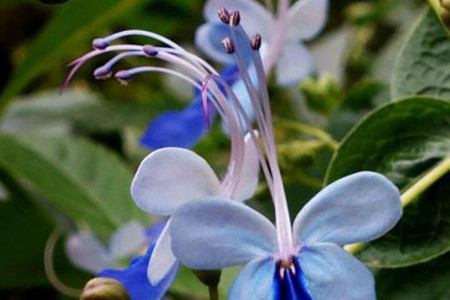 蓝蝴蝶盆栽好养吗