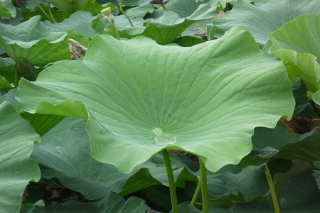 荷花叶有什么作用