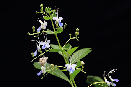 蓝蝴蝶盆栽好养吗