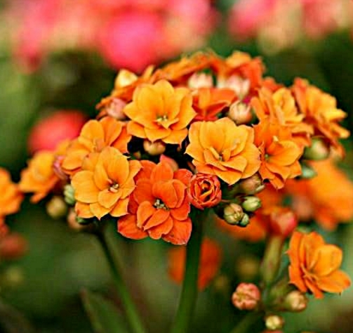 长寿花蛋黄好养吗