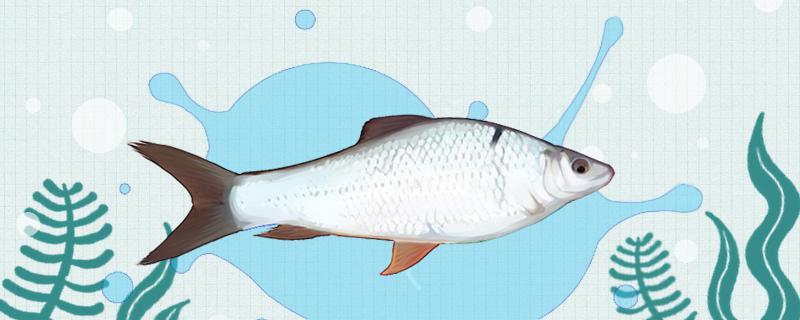 土鲮是什么鱼生长在哪里(土鲮鱼长什么样子)
