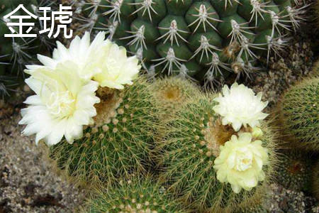 金琥仙人球有毒吗