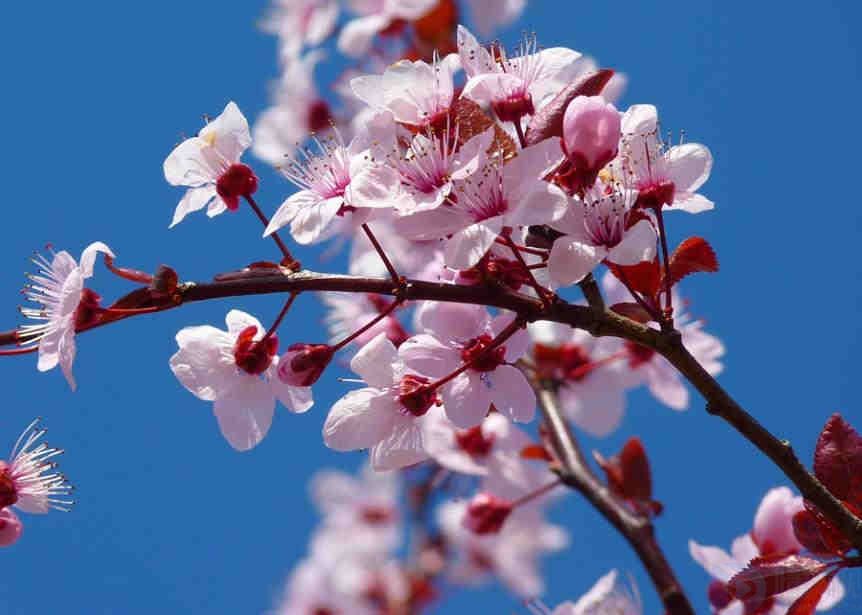 2023赏花的经典短句(关于赏花的说说朋友圈)