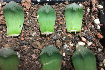 玉露叶插时需要每天浇水吗