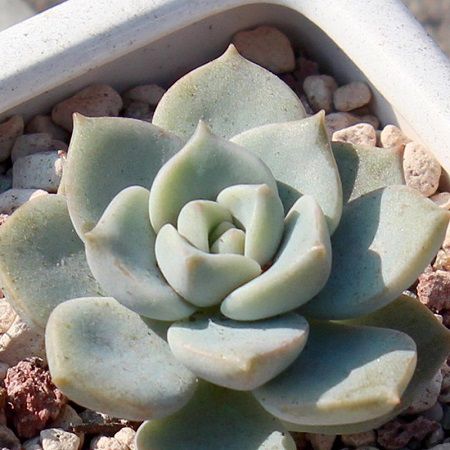 白牡丹怎样爆盆